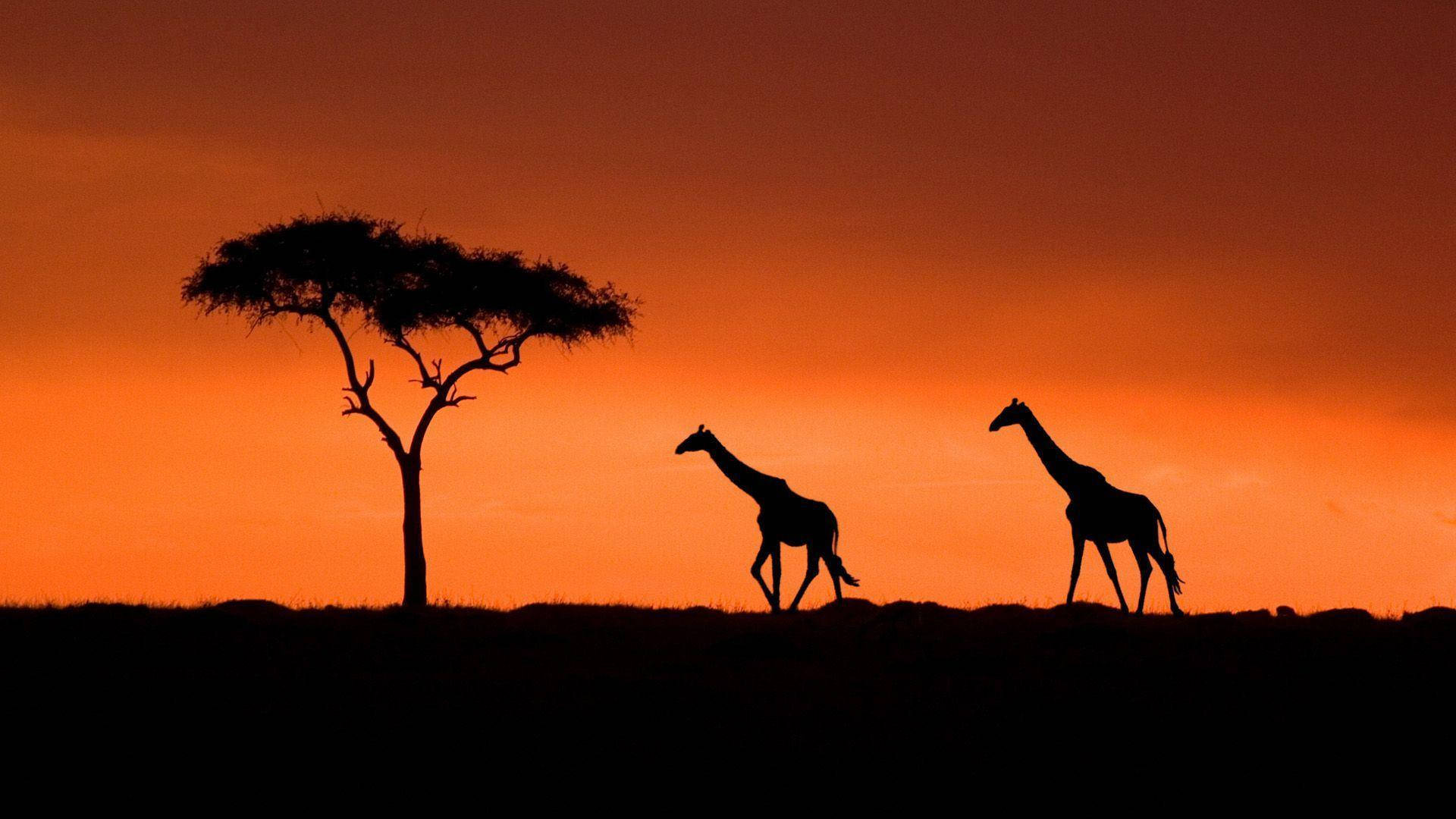 Kenya Travel and Tourism
